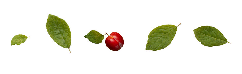Plum and plums leaves. Isolated on white background.