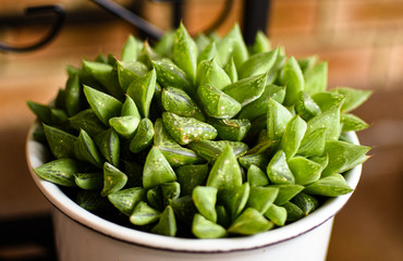 Spiky potted plant in a urban garden