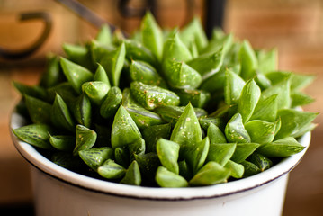 Spiky potted plant in a urban garden