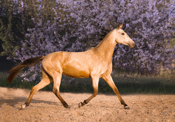 buckskin horse running on blossom trees background