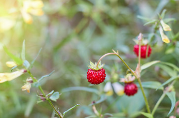 Ripe strawberry berry in a sunny meadow in the forest. red berry on the branch.