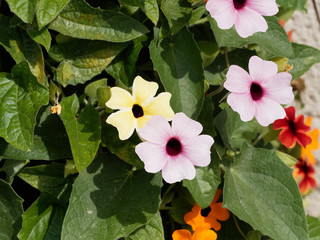 (Thunbergia alata)  Schwarzäugige Susanne mit leuchtend bunten Blütenkaskaden
