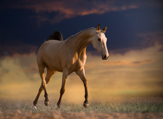 Obraz na płótnie Canvas horse in a field on sunset background