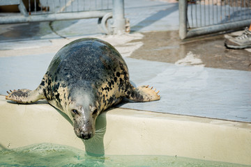 seal