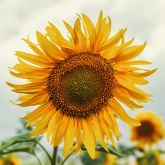 Naklejka premium Blooming sunflower head close up
