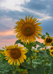 Blooming sunflower field at sunset time