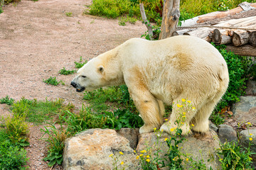 polar bear