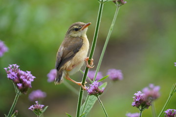 BIRD ON A BRARCH
