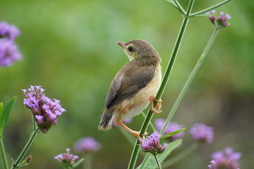 bird on a branch