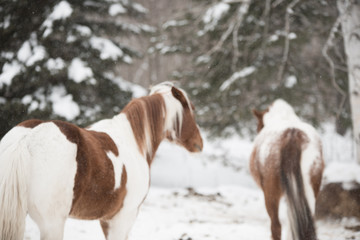 Naklejka na ściany i meble horse in the snow