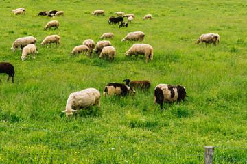 herd of sheep in a field