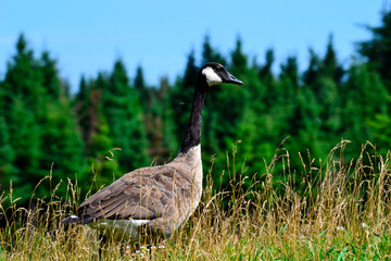duck on grass