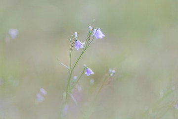 Beautufil Campanula flowers