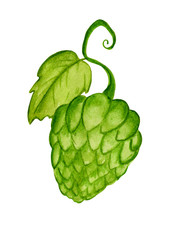 Fototapeta premium green hop isolated on white background