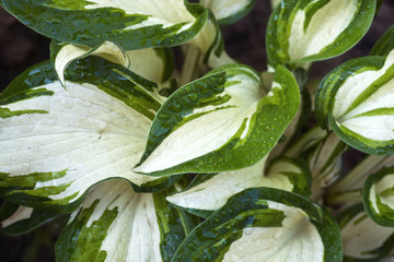 variegated green leaves of hosts with white stripes as background