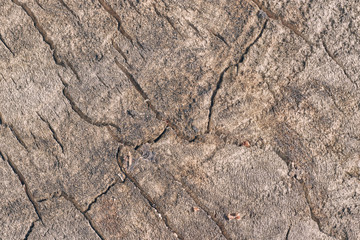 background from sawn old wood. texture of old wood. wood layout for design.