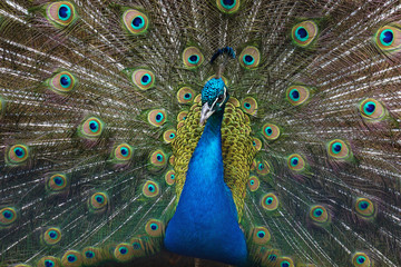 Fototapeta na wymiar Peacock with feathers out. Open tail.