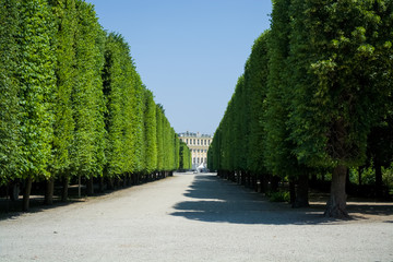 Beautiful and wide footpaths among greens and a decor in the park in the summer. Garden. Wood.