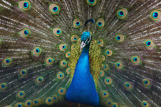Peacock with feathers out. Open tail.