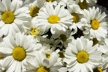 Beautiful white chamomile flowers close-up, chamomile heads