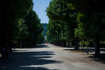 Beautiful and wide footpaths among greens and a decor in the park in the summer. Garden. Wood.