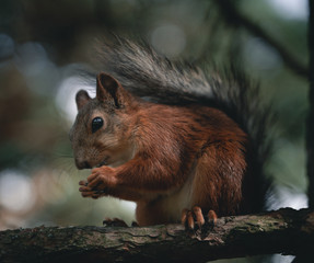 eating squirrel