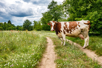 Fototapeta na wymiar red white cow on field near footpath