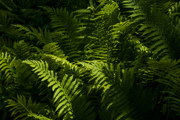 Background or texture from big leaves of green fern in beams of the sun in middle the wood.