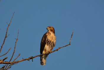 Red Tailed Hawk