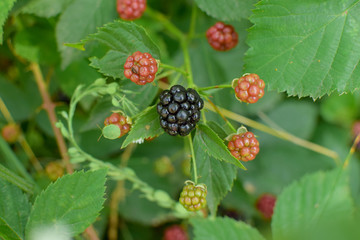 ripe and unripe blackberries on a green leafy background