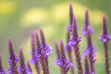 Filigrane violette spitze Blüten zeigen Frühling und Sommer von seiner schönsten Seite mit...