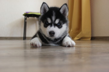 siberian husky puppy