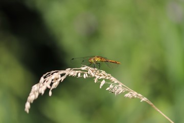 Libellule jaune et graminée