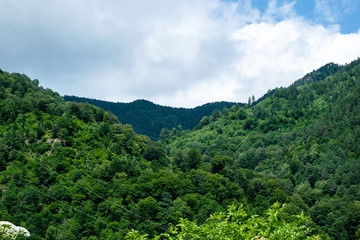 mountain landscape - blue sky, white clouds, forest, green vegetation