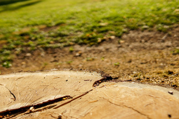 Fototapeta na wymiar Natural background with a log , wooden texture