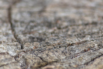 Schöne Holzstruktur eines gefällten Baumes mit Holzmaserung und feinen Details, viel schöner Patina und Vintage-Style als Dekoration oder Inneneinrichtung