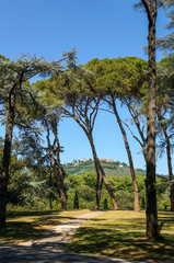 Fototapeta na wymiar Italian park with pinia, italian pine tree landscape