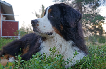 A portrait of a Bernese Mountain Dog, lying on the grass, Lapland, Finland 