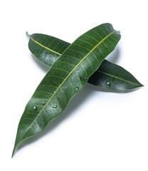 Beautiful green mango leaves isolated on white background with water drops in detail. Clipping path, cut out, close up, macro. Tropical concept.