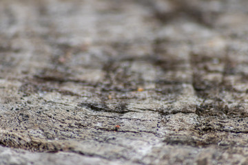 Schöne Holzstruktur eines gefällten Baumes mit Holzmaserung und feinen Details, viel schöner Patina und Vintage-Style als Dekoration oder Inneneinrichtung