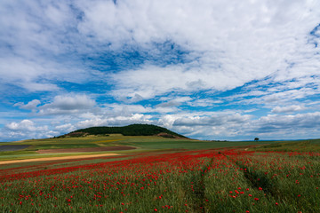 landscape shot with poppy field