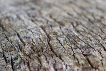 Schöne Holzstruktur eines gefällten Baumes mit Holzmaserung und feinen Details, viel schöner Patina und Vintage-Style als Dekoration oder Inneneinrichtung