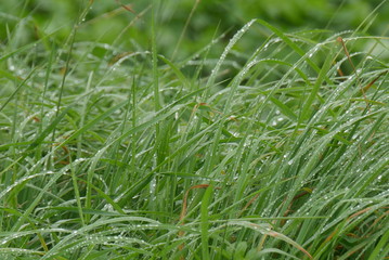 closeup of green grass