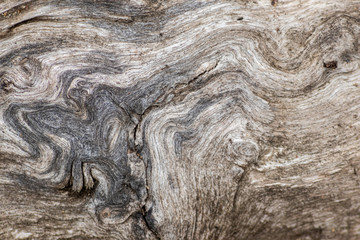 Schöne Holzstruktur eines gefällten Baumes mit Holzmaserung und feinen Details, viel schöner...