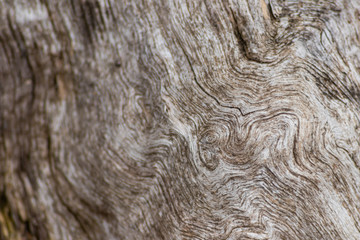Schöne Holzstruktur eines gefällten Baumes mit Holzmaserung und feinen Details, viel schöner Patina und Vintage-Style als Dekoration oder Inneneinrichtung