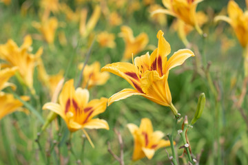 yellow flowers in garden