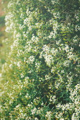 Fototapeta na wymiar Beautiful background of little white flowers