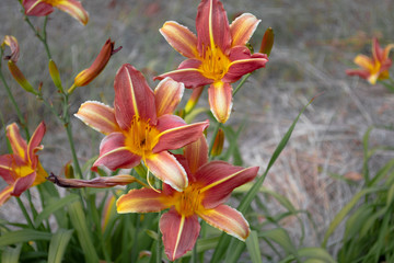 lilies in the garden