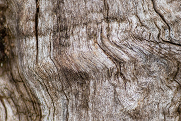 Schöne Holzstruktur eines gefällten Baumes mit Holzmaserung und feinen Details, viel schöner Patina und Vintage-Style als Dekoration oder Inneneinrichtung