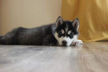 Fototapeta premium our puppy Siberian Husky